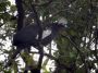 Day06 - 11 * Black-fronted Piping-Guan